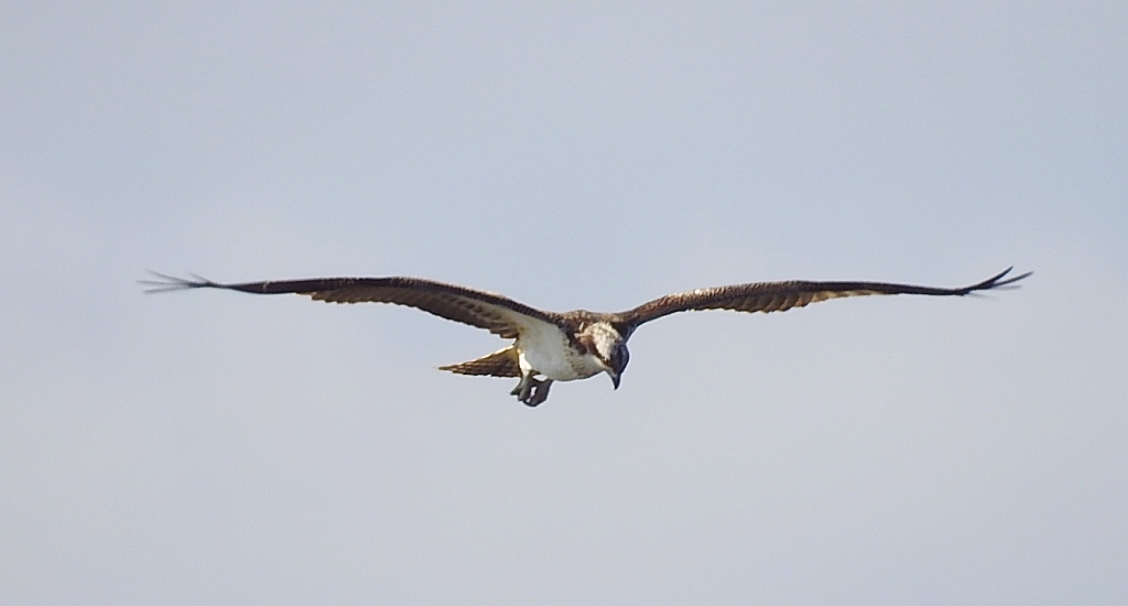 Rybołów, rybołów zwyczajny (Pandion haliaetus)