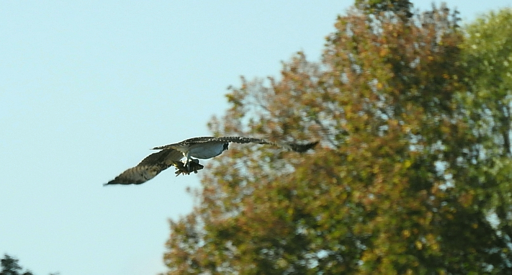 Rybołów, rybołów zwyczajny (Pandion haliaetus)