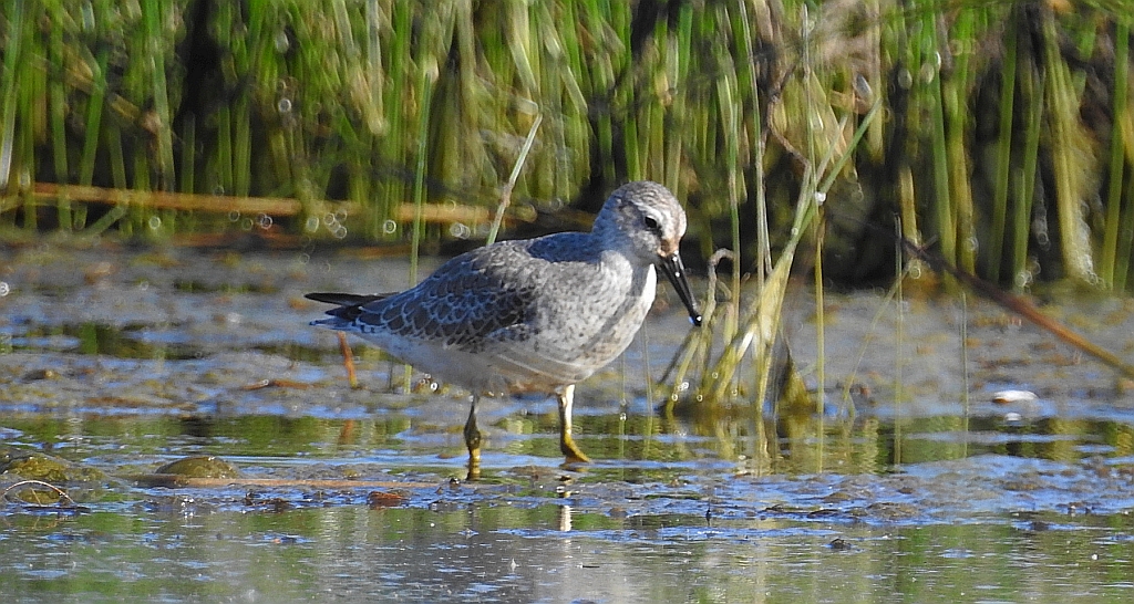Batalion, bojownik batalion, bojownik zmienny, biegus bojownik, bojownik odmienny (Calidris pugnax)