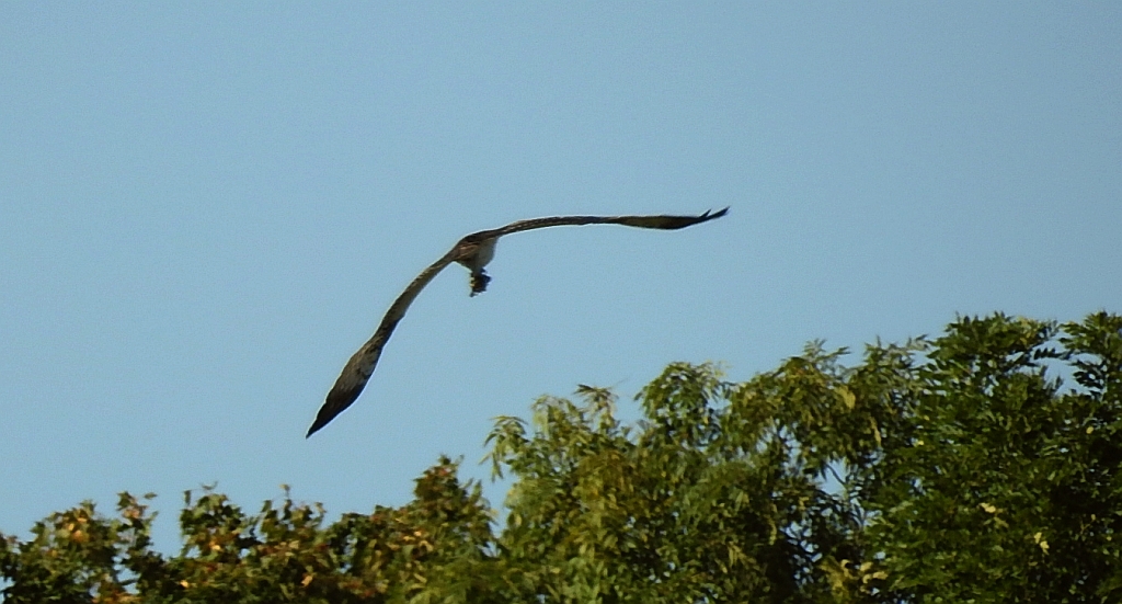 Rybołów, rybołów zwyczajny (Pandion haliaetus)
