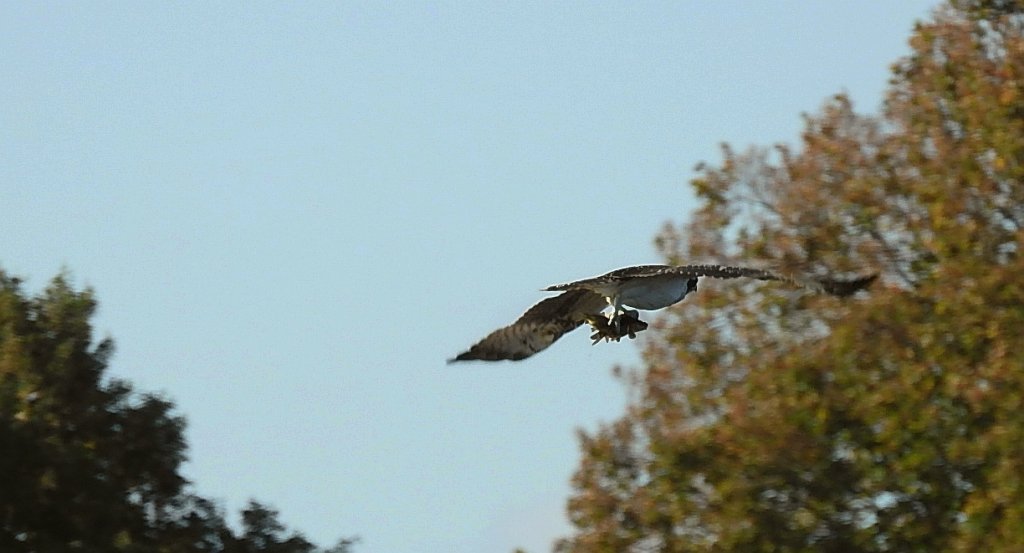 Rybołów, rybołów zwyczajny (Pandion haliaetus)