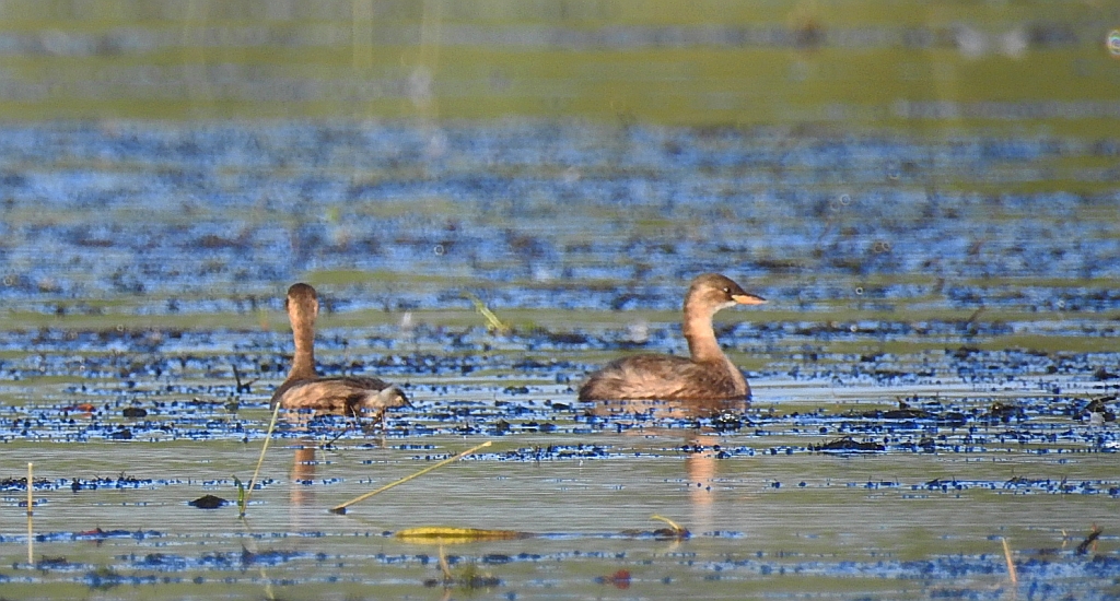 Perkozek zwyczajny, perkozek (Tachybaptus ruficollis)