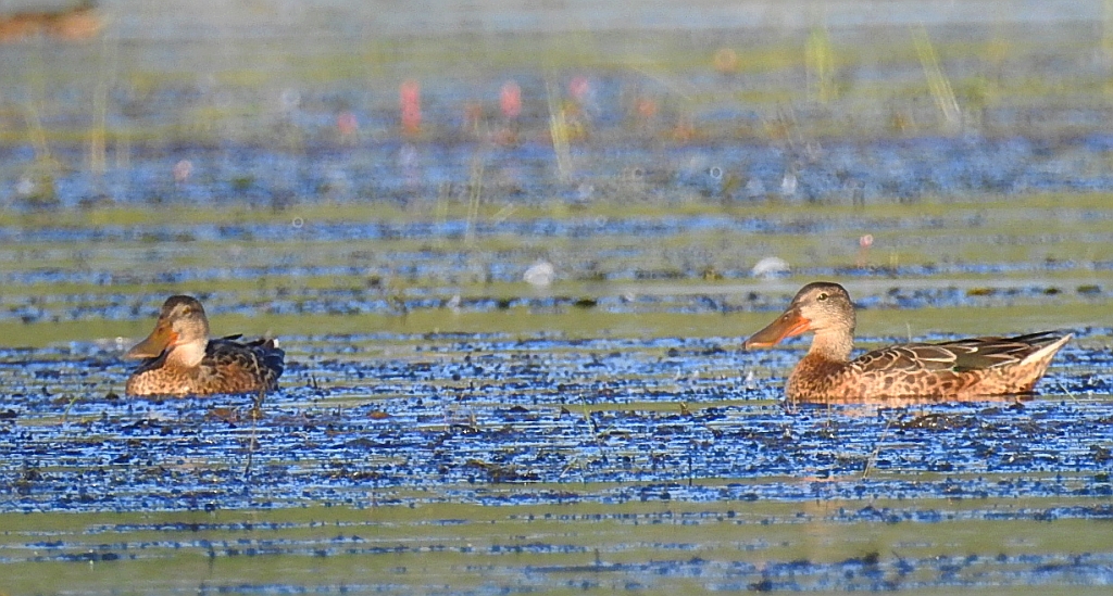 Płaskonos zwyczajny, płaskonos (Spatula clypeata)