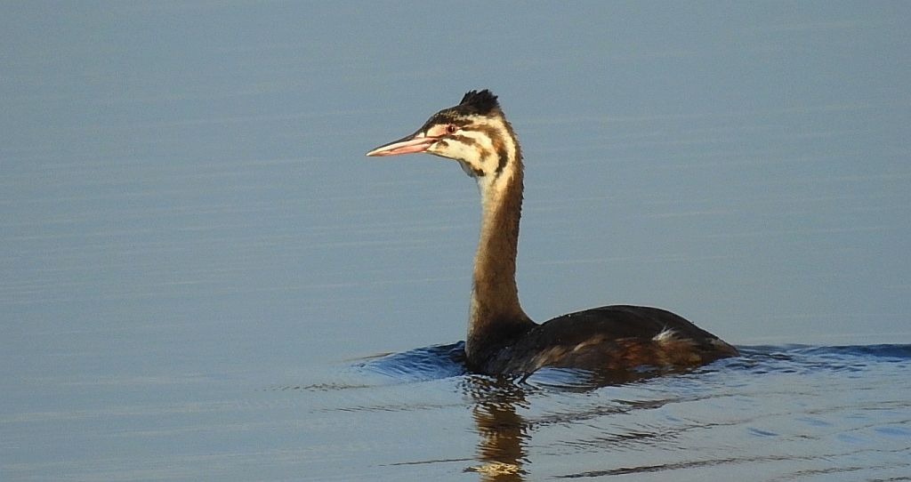 Perkoz dwuczuby (Podiceps cristatus)