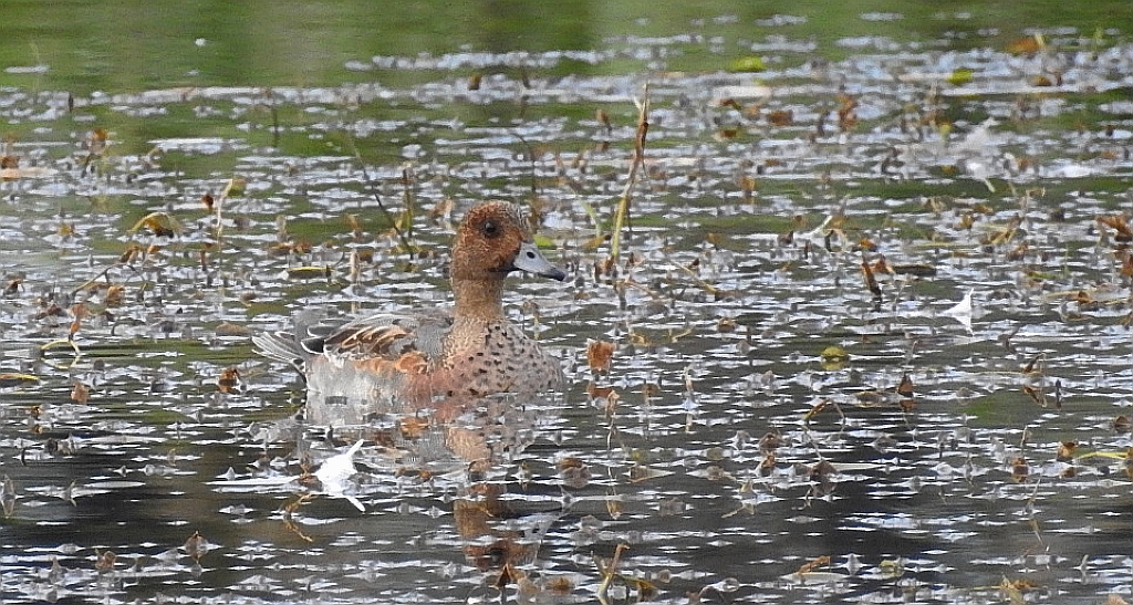 Świstun zwyczajny, świstun (Mareca penelope)