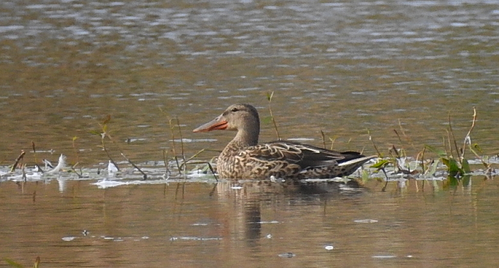 Płaskonos zwyczajny, płaskonos (Spatula clypeata)