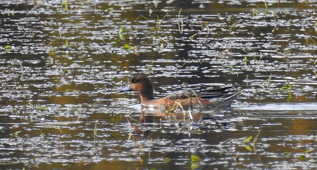 Świstun zwyczajny, świstun (Mareca penelope)