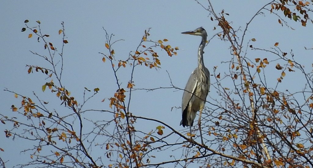 Czapla siwa (Ardea cinerea)