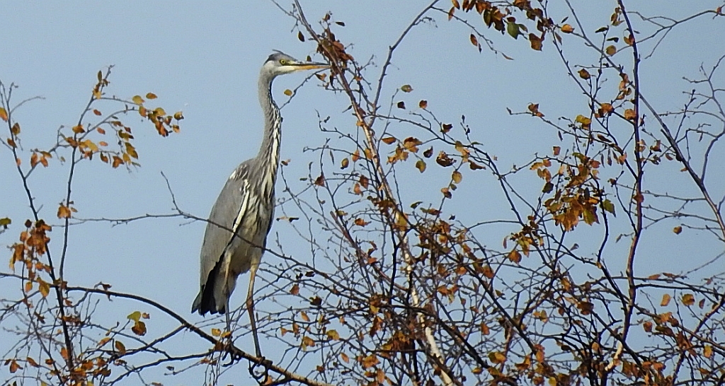 Czapla siwa (Ardea cinerea)