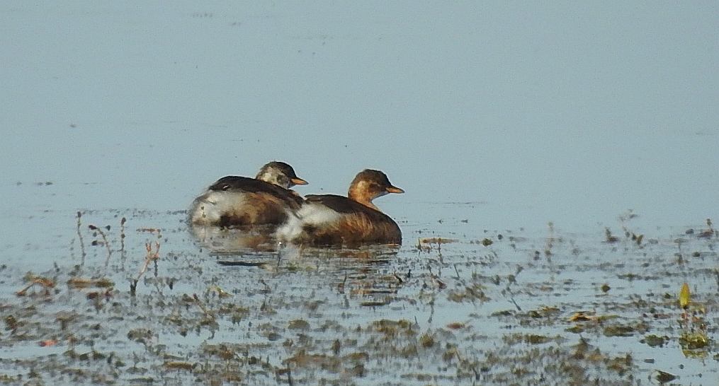 Perkozek zwyczajny, perkozek (Tachybaptus ruficollis)