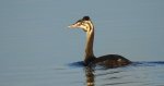 Perkoz dwuczuby (Podiceps cristatus)