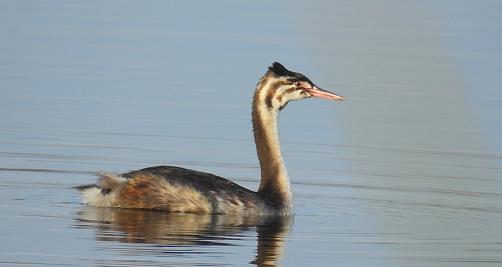 Perkoz dwuczuby (Podiceps cristatus)