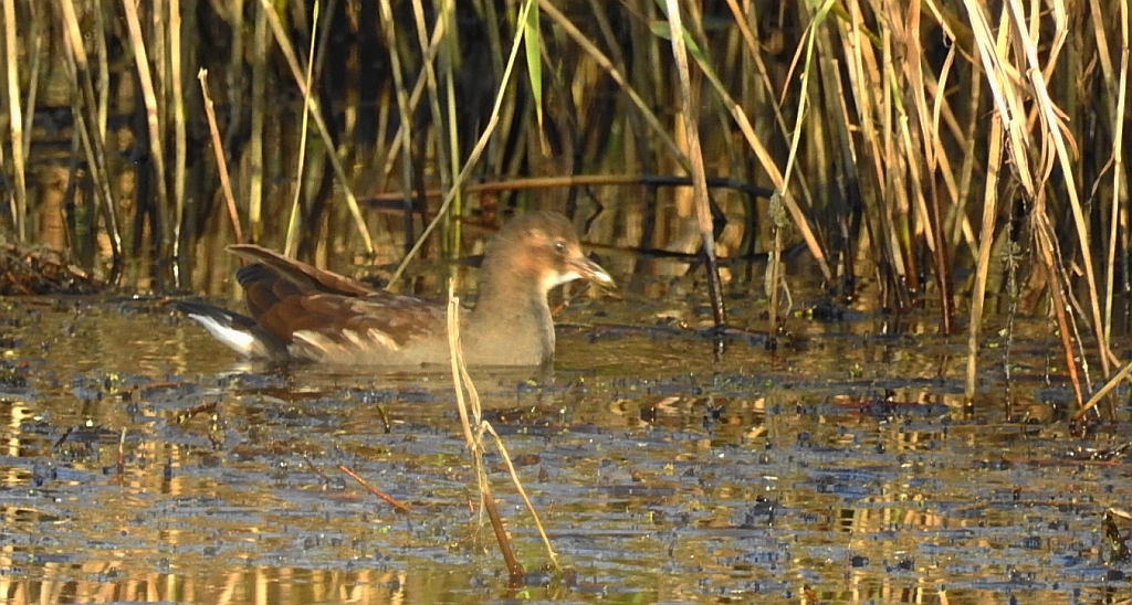 Kokoszka zwyczajna, kokoszka, kokoszka wodna, kurka wodna (Gallinula chloropus)