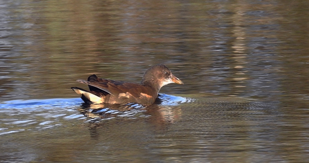 Kokoszka zwyczajna, kokoszka, kokoszka wodna, kurka wodna (Gallinula chloropus)