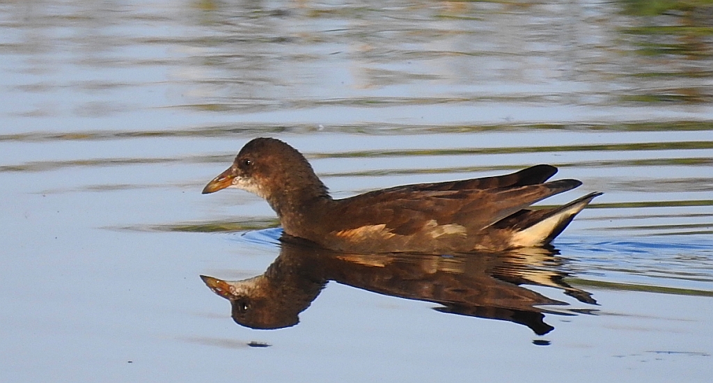 Kokoszka zwyczajna, kokoszka, kokoszka wodna, kurka wodna (Gallinula chloropus)