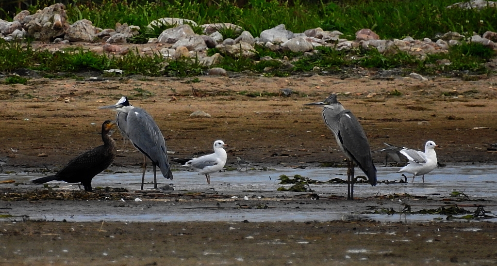 Czapla siwa (Ardea cinerea)