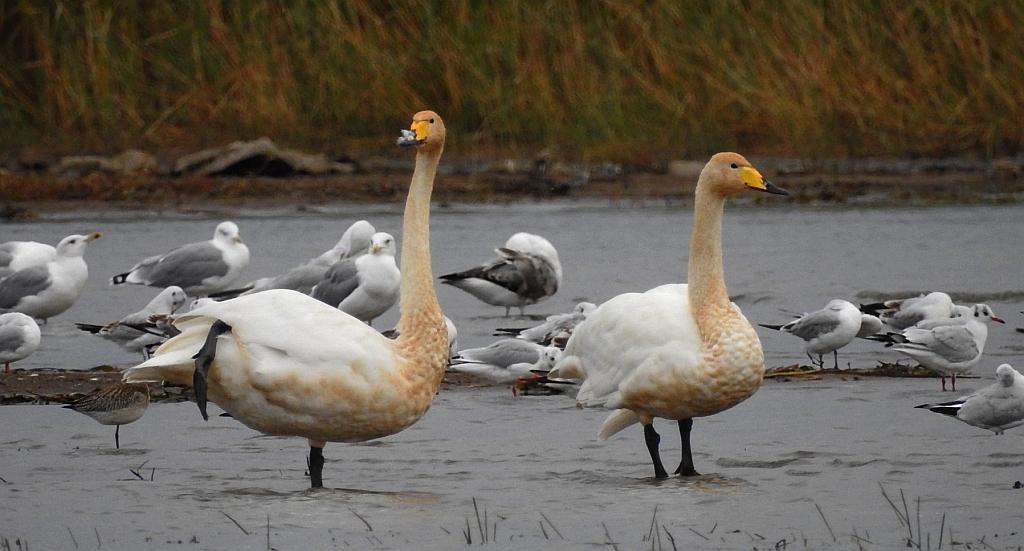 Łabędź krzykliwy (Cygnus cygnus)