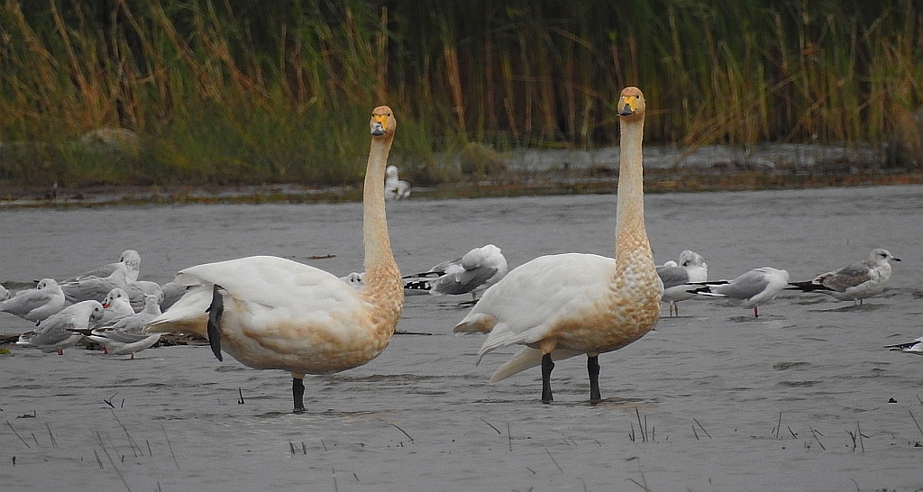 Łabędź krzykliwy (Cygnus cygnus)