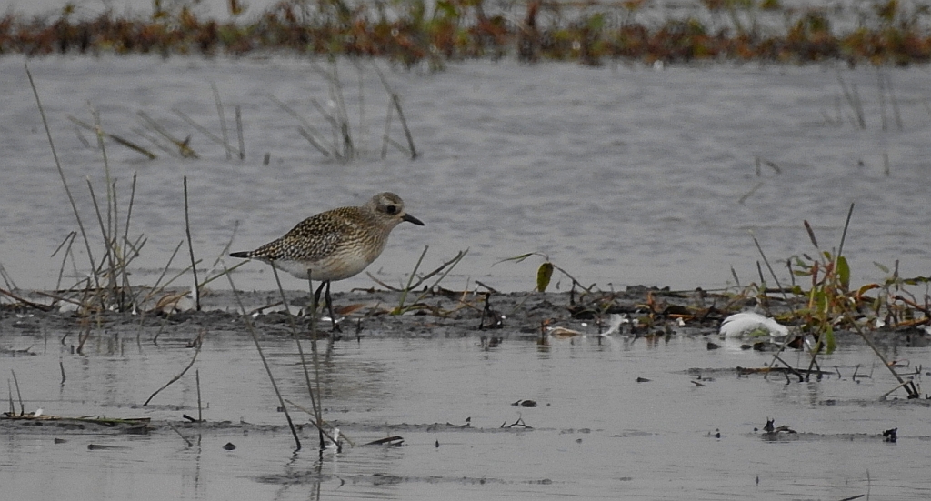 Siewnica (Pluvialis squatarola)