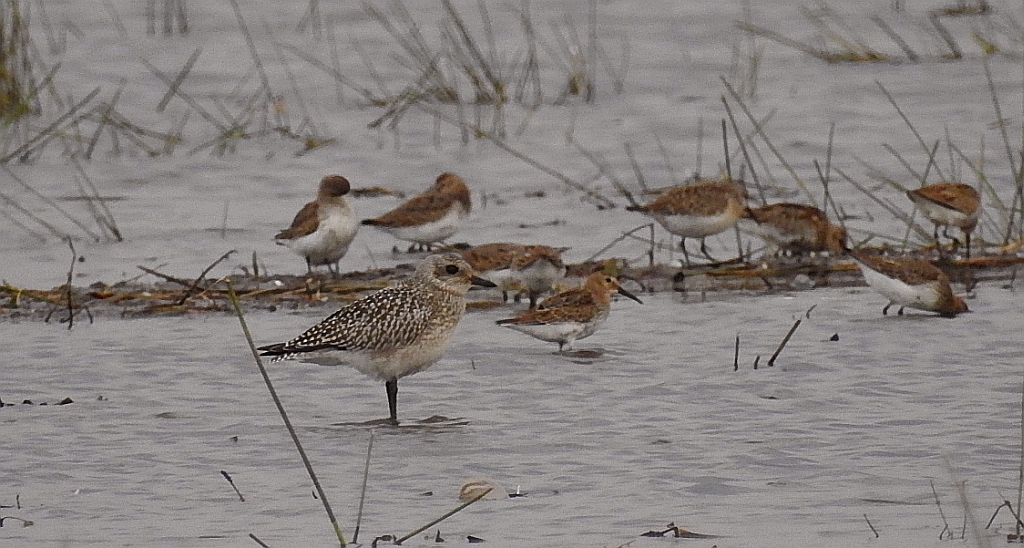 Siewnica (Pluvialis squatarola)