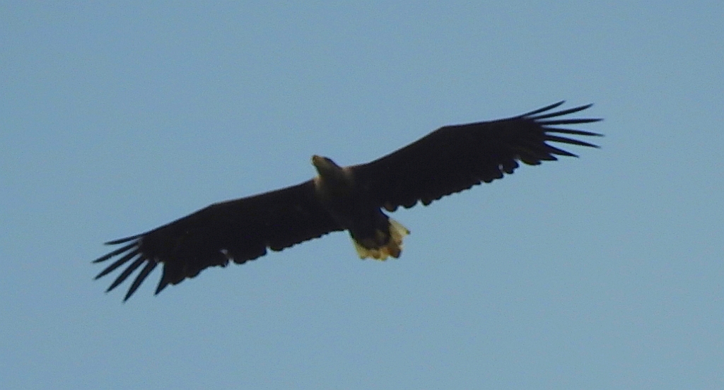 Bielik zwyczajny, bielik (Haliaeetus albicilla)