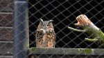 Puchacz zwyczajny, puchacz (Bubo bubo)