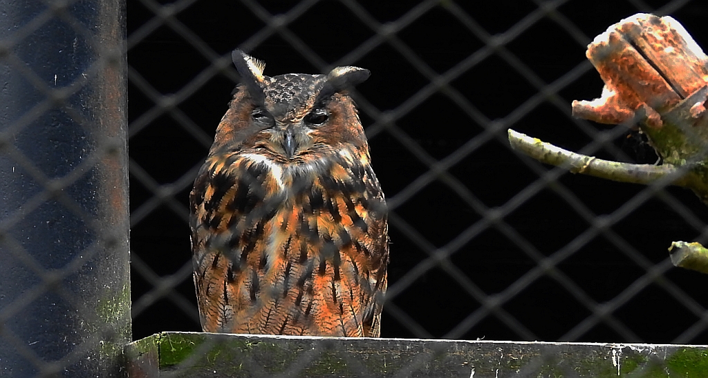 Puchacz zwyczajny, puchacz (Bubo bubo)