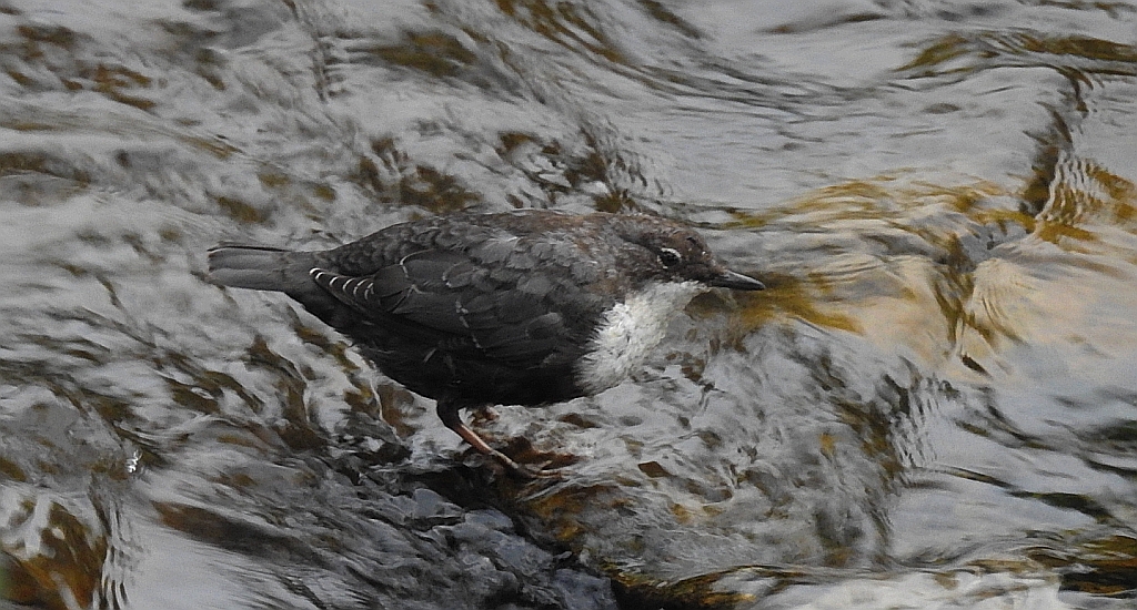 Pluszcz zwyczajny, pluszcz (Cinclus cinclus)