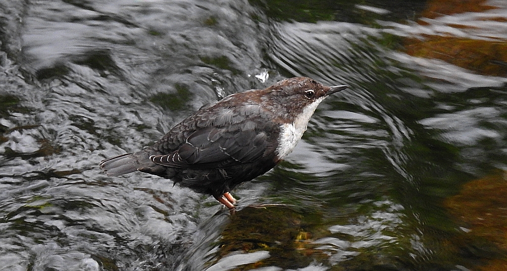 Pluszcz zwyczajny, pluszcz (Cinclus cinclus)