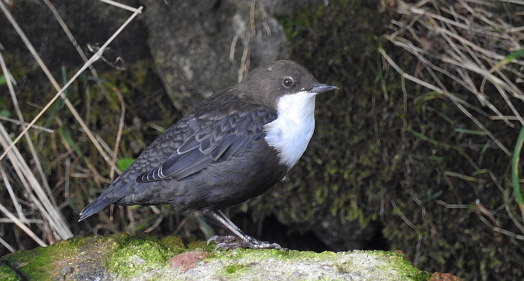 Pluszcz zwyczajny, pluszcz (Cinclus cinclus)