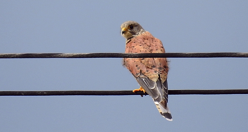 Pustułka zwyczajna, pustułka, sokół pustułka (Falco tinnunculus)