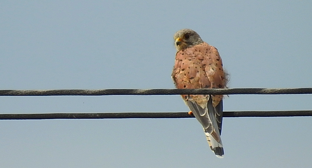 Pustułka zwyczajna, pustułka, sokół pustułka (Falco tinnunculus)