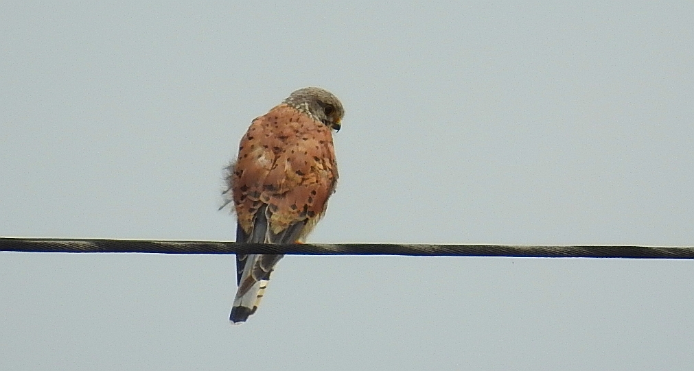Pustułka zwyczajna, pustułka, sokół pustułka (Falco tinnunculus)