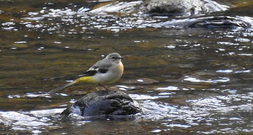 Pliszka górska (Motacilla cinerea)