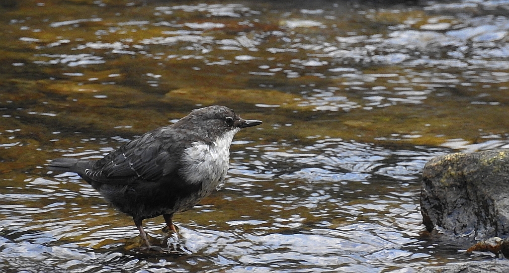 Pluszcz zwyczajny, pluszcz (Cinclus cinclus)