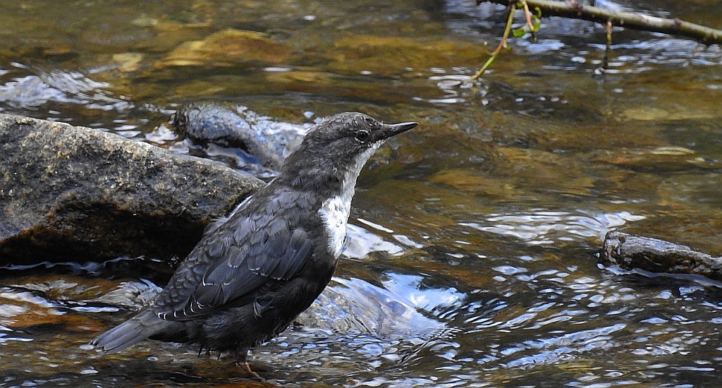 Pluszcz zwyczajny, pluszcz (Cinclus cinclus)