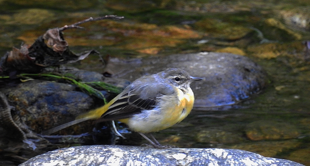 Pliszka górska (Motacilla cinerea)
