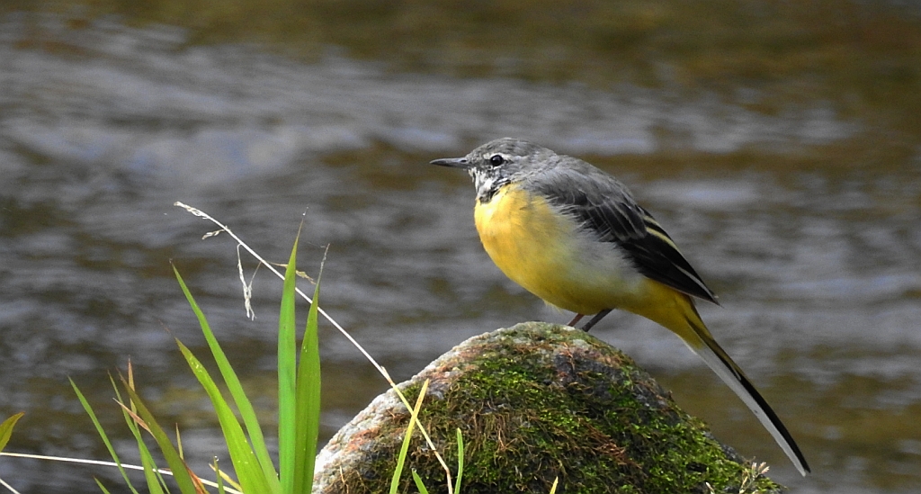 Pliszka górska (Motacilla cinerea)
