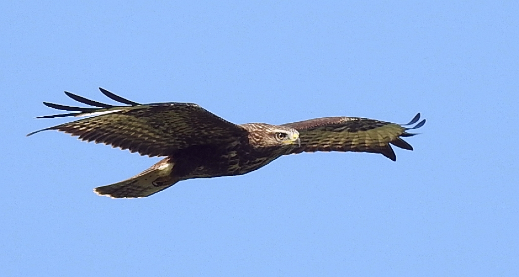 Myszołów zwyczajny, myszołów (Buteo buteo)