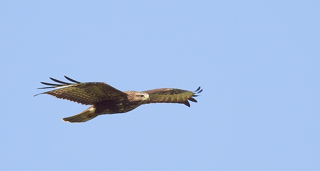 Myszołów zwyczajny, myszołów (Buteo buteo)