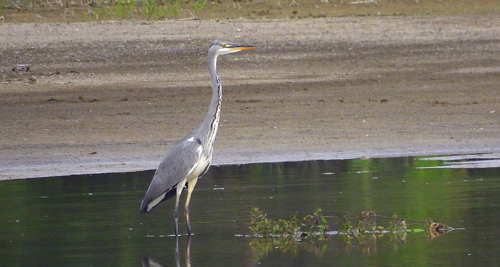 Czapla siwa (Ardea cinerea)