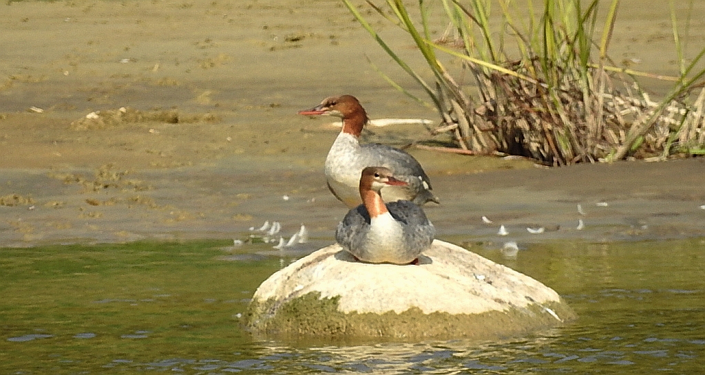 Nurogęś, tracz nurogęś (Mergus merganser)