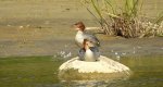 Nurogęś, tracz nurogęś (Mergus merganser)