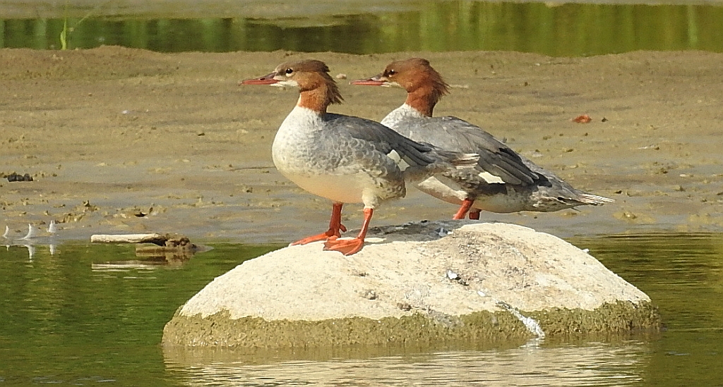 Nurogęś, tracz nurogęś (Mergus merganser)