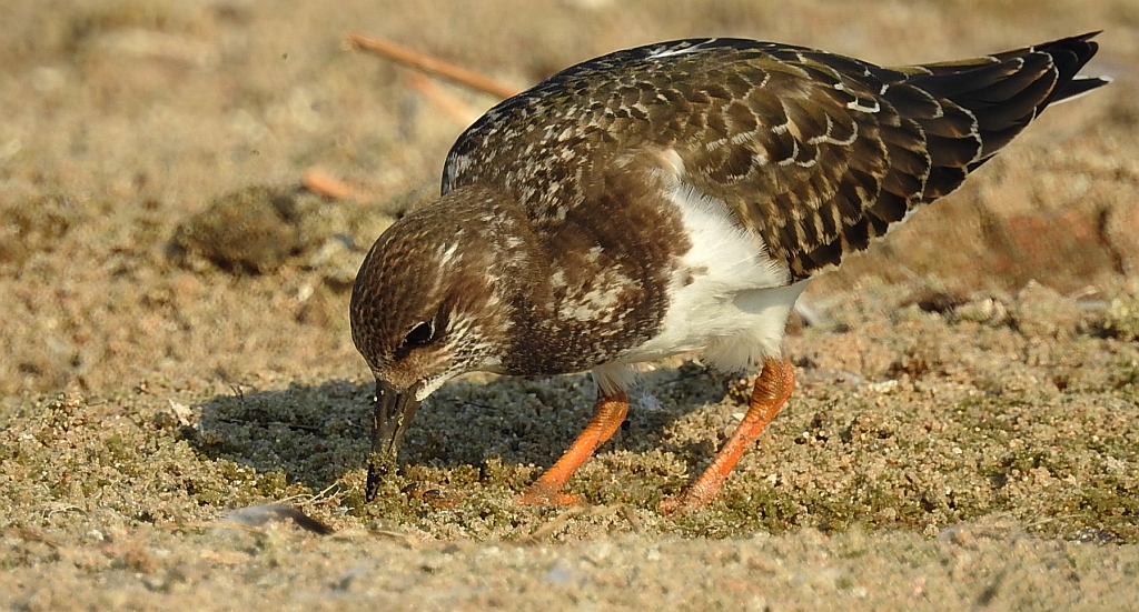 Kamusznik zwyczajny, kamusznik (Arenaria interpres)