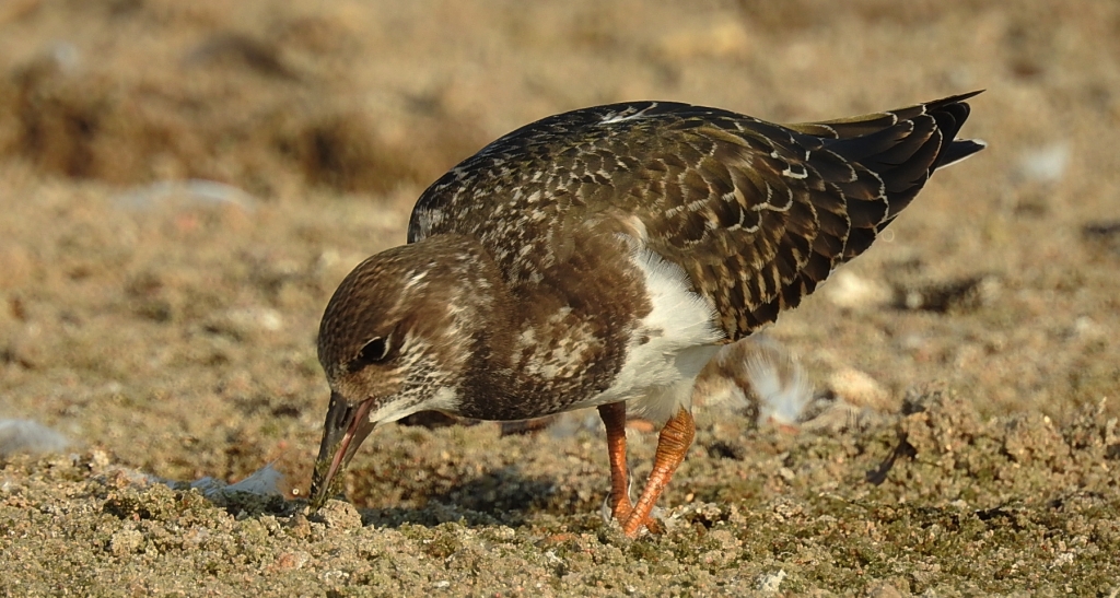 Kamusznik zwyczajny, kamusznik (Arenaria interpres)