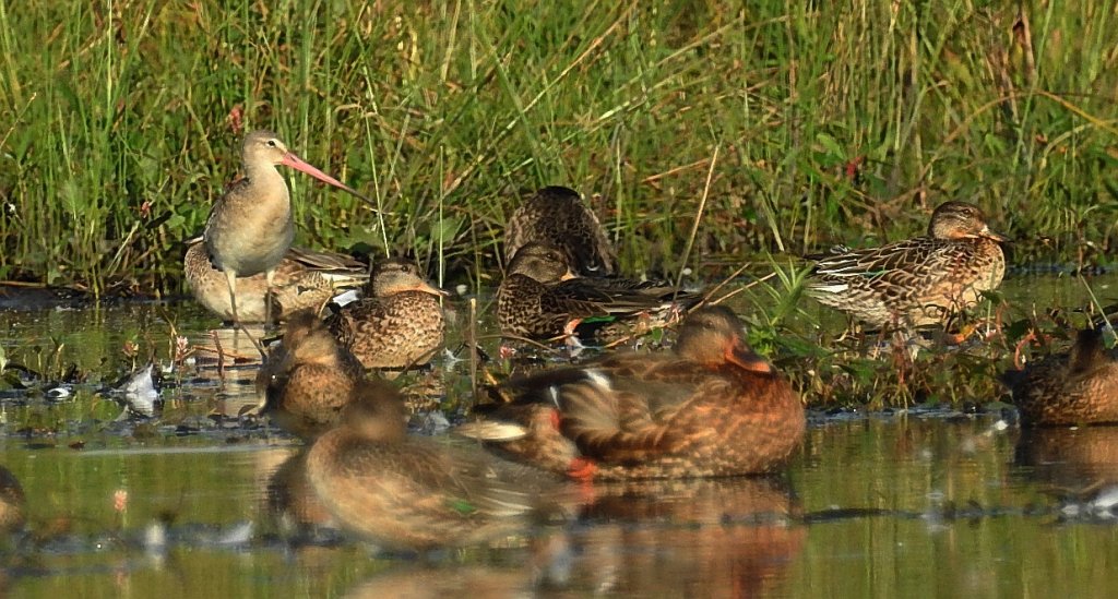 Rycyk, szlamik rycyk (Limosa limosa) i cyraneczka (Anas crecca)