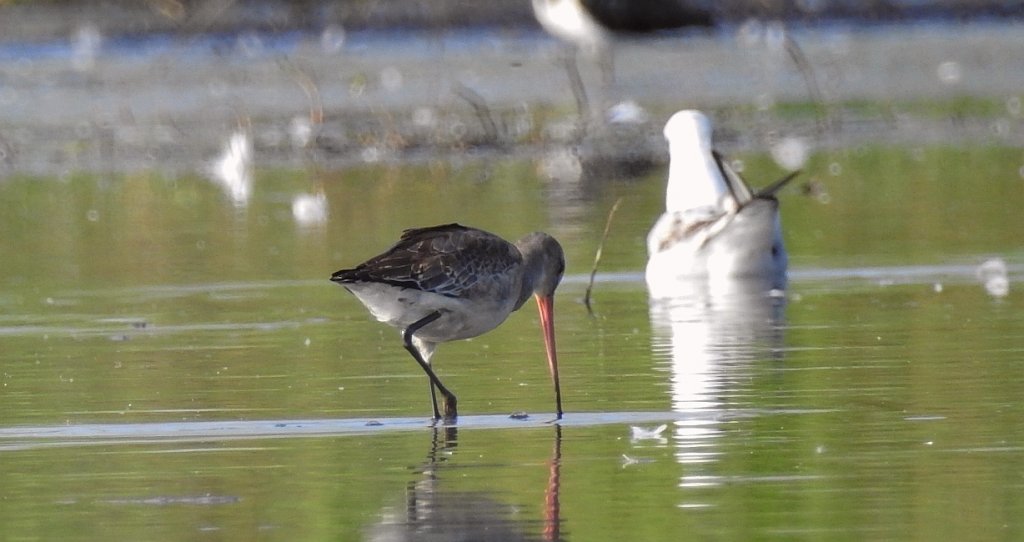 Rycyk, szlamik rycyk (Limosa limosa)