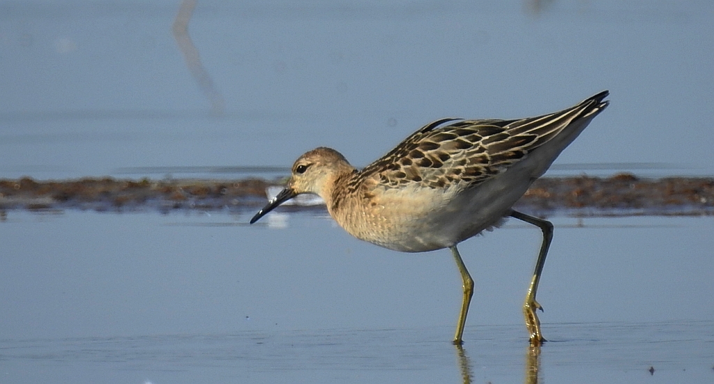 Batalion, bojownik batalion, bojownik zmienny, biegus bojownik, bojownik odmienny (Calidris pugnax)