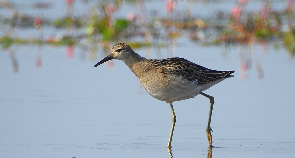 Batalion, bojownik batalion, bojownik zmienny, biegus bojownik, bojownik odmienny (Calidris pugnax)